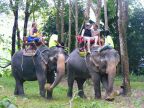 Elephants.JPG (98 KB)